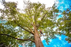 Best Tree Removal  in North Sea, NY