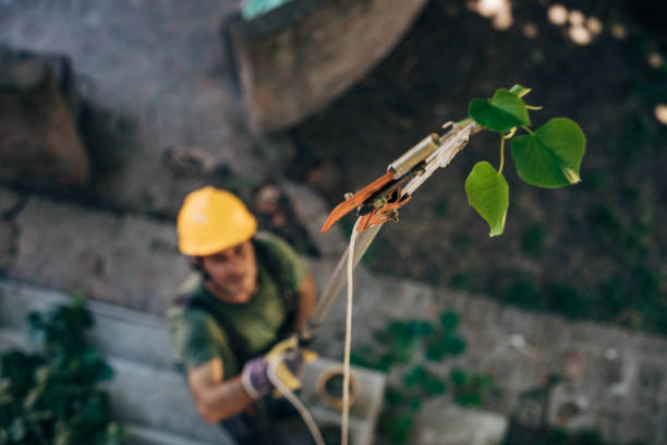 Best Commercial Tree Services  in North Sea, NY