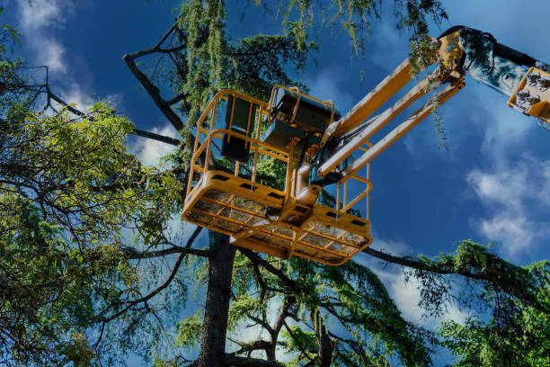Reliable North Sea, NY Tree Services Solutions