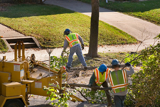 Best Tree Risk Assessment  in North Sea, NY