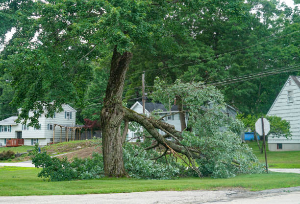 Best Tree Health Inspection  in North Sea, NY