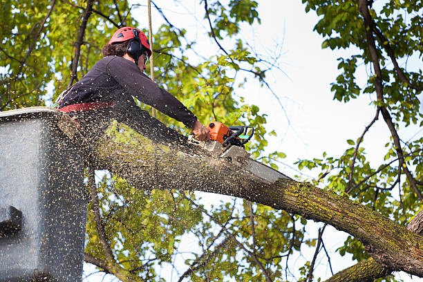 Best Tree Mulching  in North Sea, NY