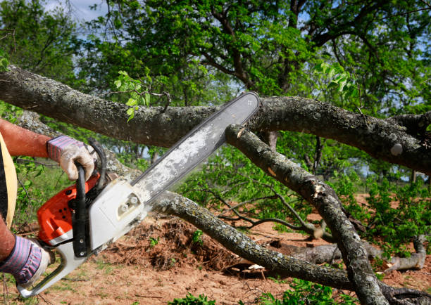 Best Utility Line Clearance  in North Sea, NY