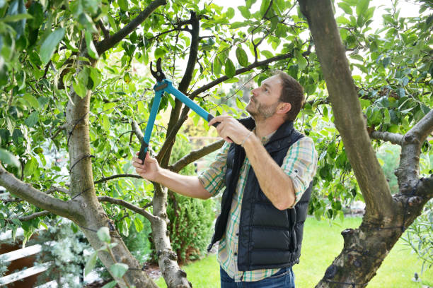 Best Tree and Shrub Care  in North Sea, NY
